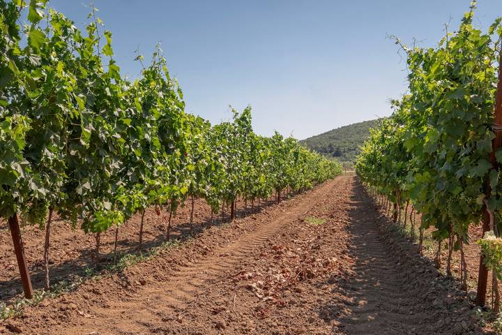 Col Moschin Room 1 with Shared Terrace, Wi-Fi, and Air Conditioning in Grosseto, Parco Naturale della Maremma