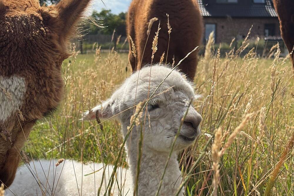 Ganze Wohnung, Ferienwohnung Alpakablick - inklusive gratis Alpaka Meet & Greet in Borken, Naturpark Hohe Mark - Westmünsterland