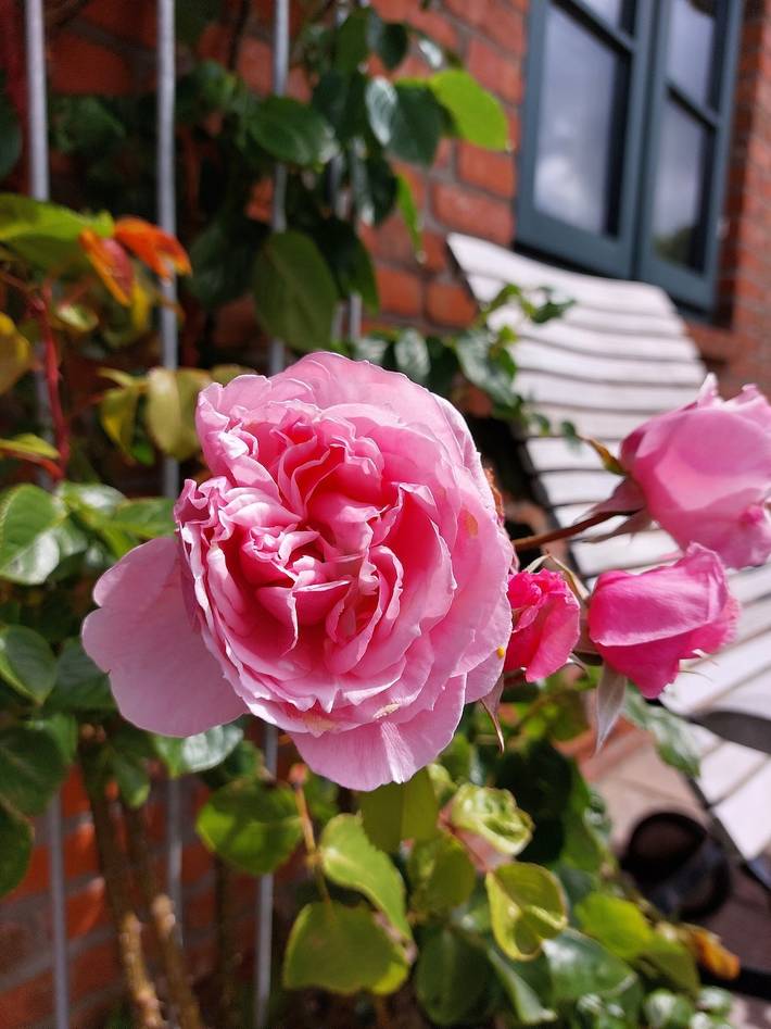 Ferienhaus für 6 Personen, mit Terrasse und Garten sowie Sauna in Oevenum - 2