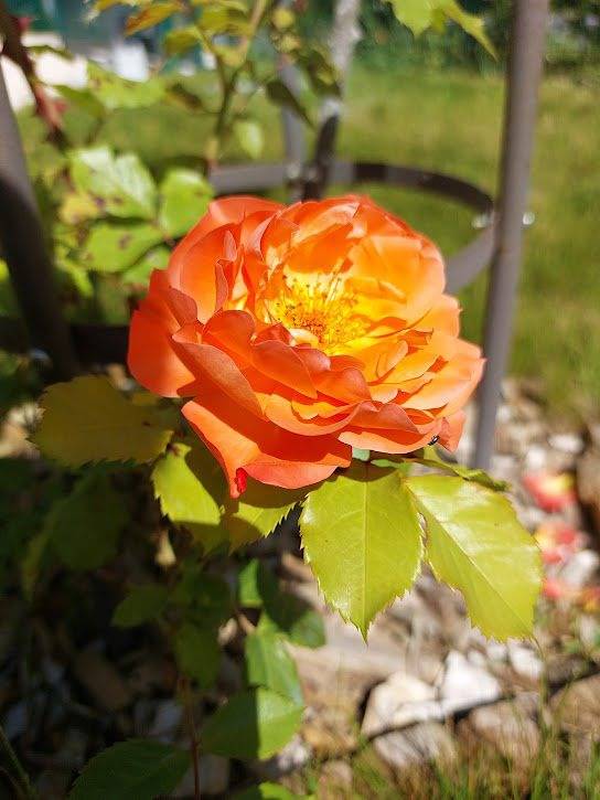 Location de vacances pour 2 personnes, avec jardin dans Oise - 4