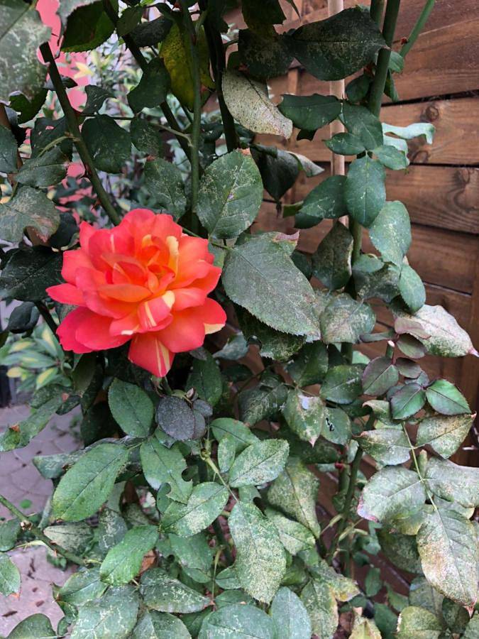 Gîte pour 4 personnes, avec vue et jardin dans Asti - 4