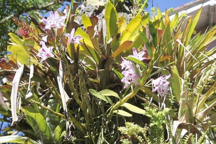 Maison d’hôte pour 2 personnes, avec jardin ainsi que vue et piscine dans Região Metropolitana do Rio de Janeiro - 3