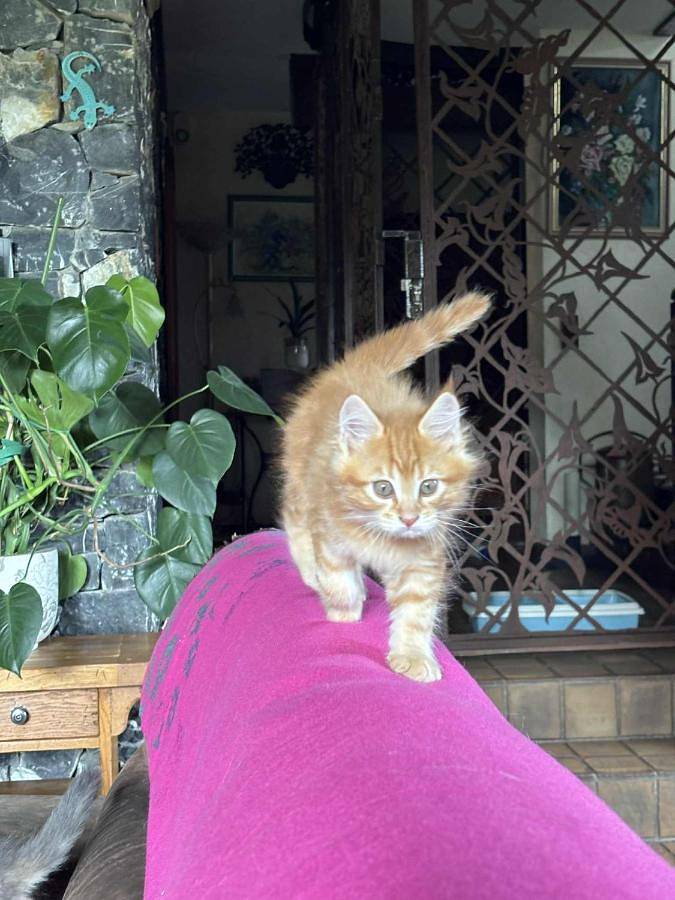 Location de vacances pour 2 personnes, avec piscine ainsi que jardin et vue à Viviers-du-Lac - 4