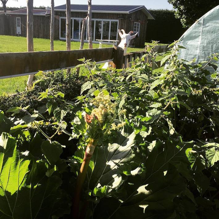Maison d’hôte pour 3 personnes, avec jardin dans Nouvelle-Zélande - 4