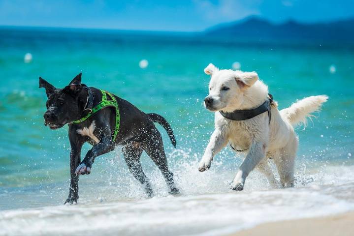 Bungalow für 4 Personen, mit Kinderpool und Garten sowie Pool, mit Haustier in Süd Sardinien - 2