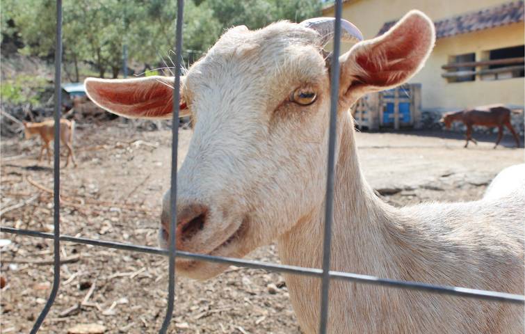 Casa de vacaciones para 9 personas, con terraza y piscina, Se admiten mascotas en Castilla-La Mancha - 3
