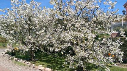Bungalow für 2 Personen, mit Garten und Terrasse, kinderfreundlich in Sierksdorf