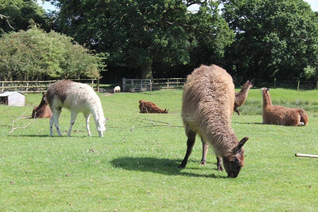 Glamping West Midlands in Staffordshire
