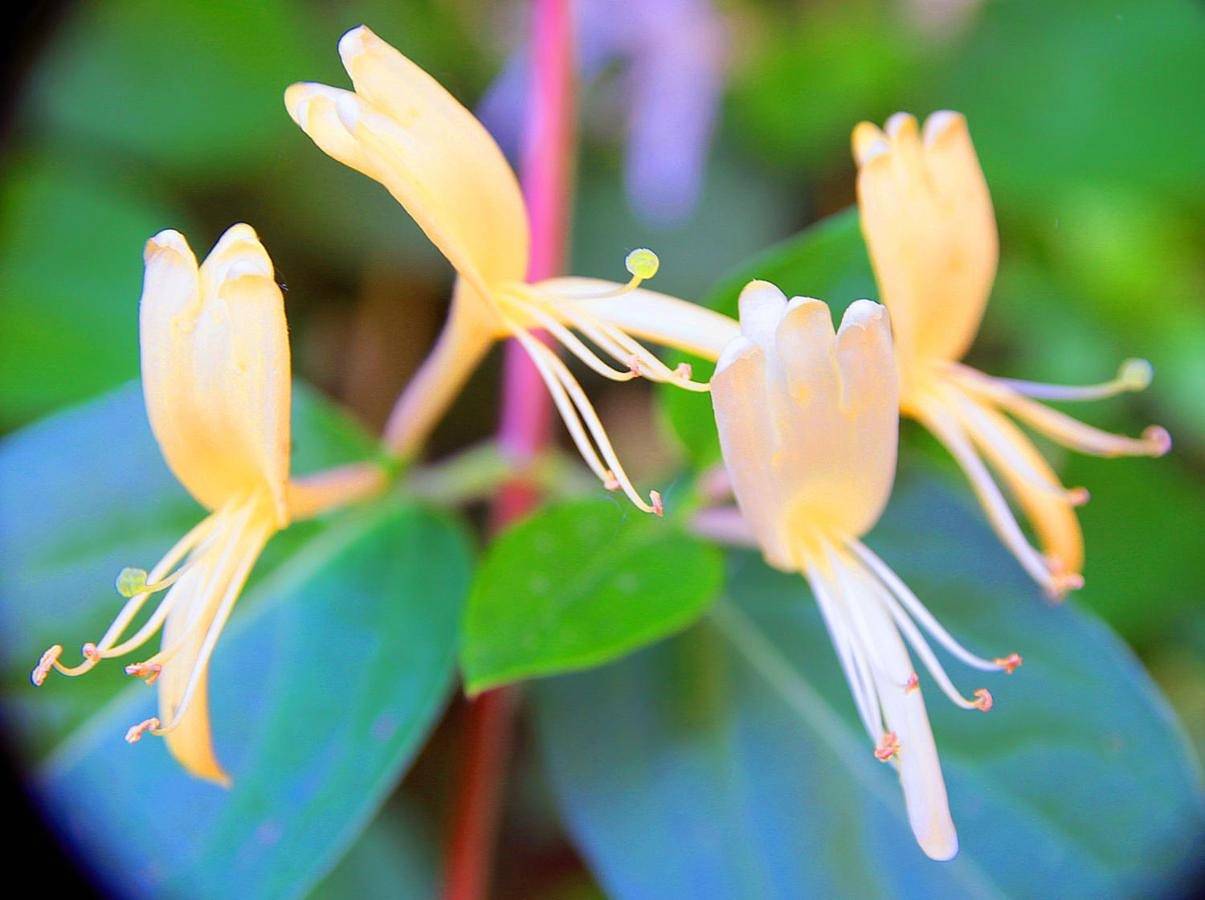 Le Magnolia in La Rochefoucauld-en-Angoumois, Charente