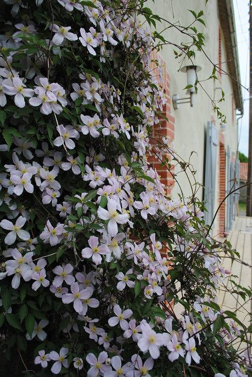 Vieil Mur - La Rocaille in La Séguinière, Région de Cholet