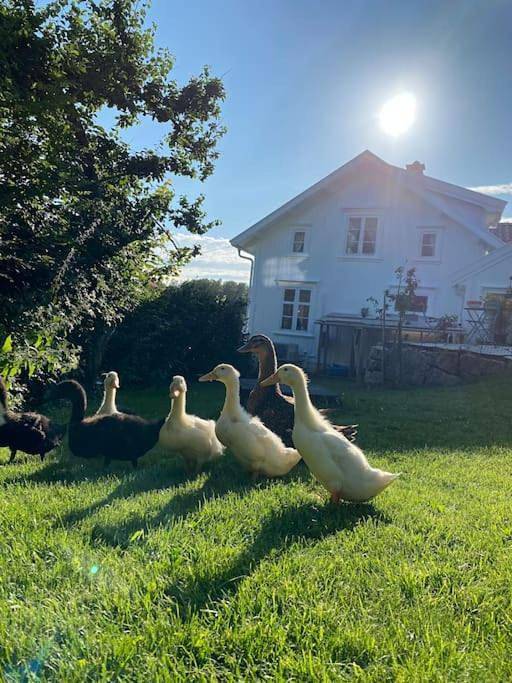 Hel leilighet, Sørlandshus i skjærgården Anneks in Grimstad 