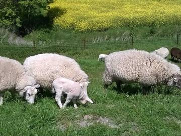 Ferienwohnung für 2 Personen in Carolinensiel, Wittmund, Bild 2