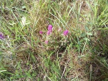 Ferieudlejning til 4 Personer i Havnsø, Nordwestseeland, Billede 4