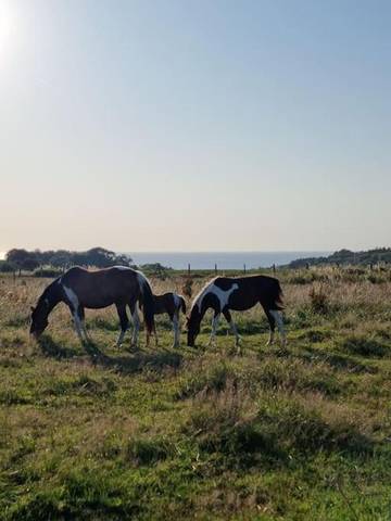 Maison de campagne pour 4 personnes, avec terrasse et vue, animaux acceptés dans Plage de Puys