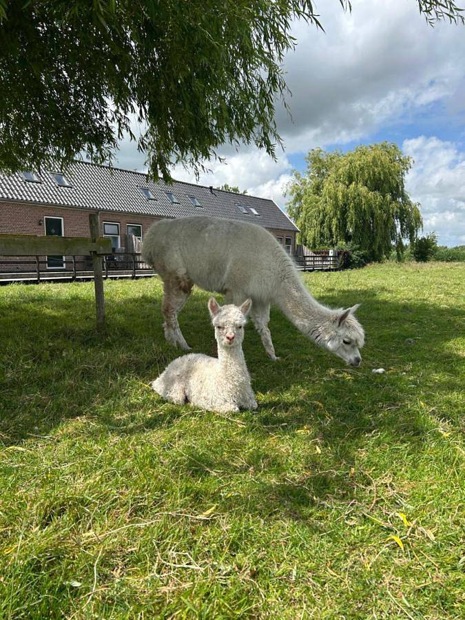 Gîte pour 4 personnes, avec vue et jardin à Alphen-sur-le-Rhin - 3