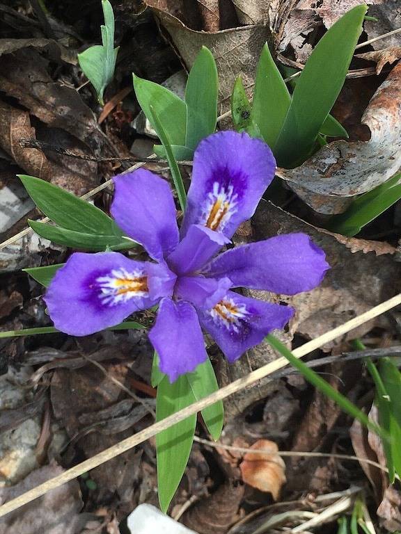 Eulenhaus or Owlhouse - Fall colors coming in Mackinac County