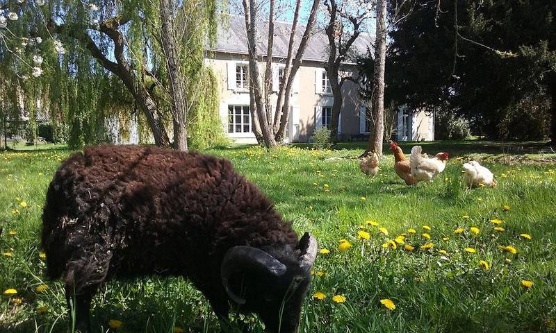 Gîte pour 6 personnes, avec piscine et jardin, animaux acceptés à Vouneuil-sur-Vienne - 4