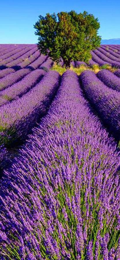 Maison d’hôte pour 6 personnes, avec piscine ainsi que vue et jardin, adapté aux familles à Mallemort - 4