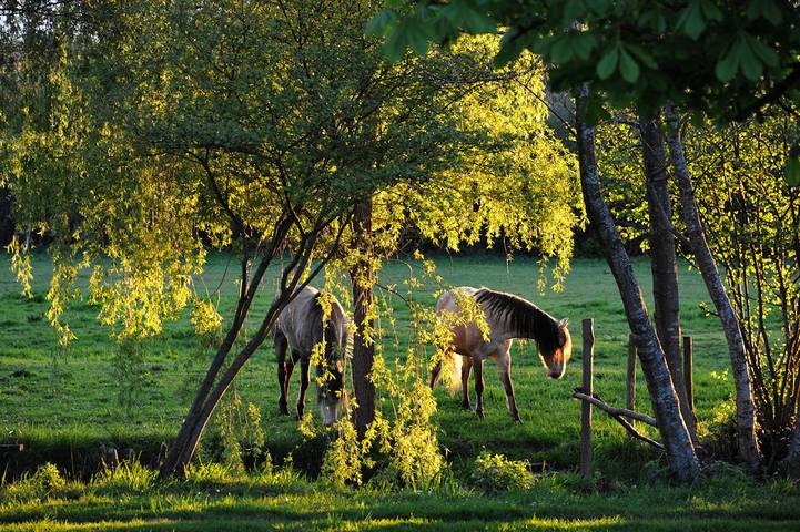 Location de vacances pour 4 personnes, avec jardin dans le Cher - 3