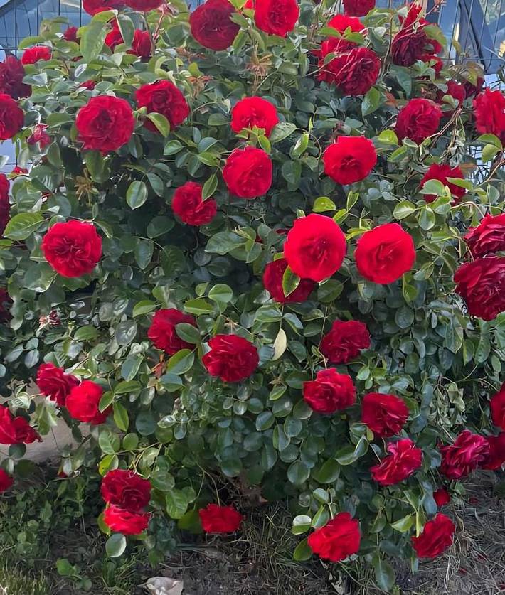 Location de vacances pour 8 personnes, avec jardin et piscine ainsi que vue et terrasse à Saint-Maurice-d'Ardèche - 4