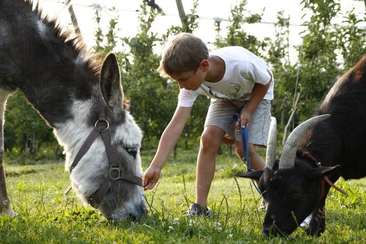Bauernhaus für 4 Personen, mit Garten am Bodensee - 3