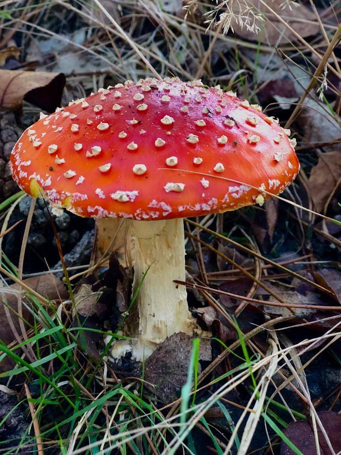Het Natuurhuisje op de Veluwe in Nunspeet, Veluwe