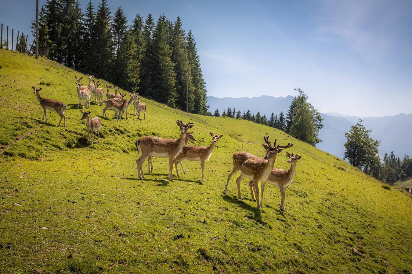 "Rossfeld" Familienzimmer mit Dusche, Wc, Balkon in Massif du Salzkammergut, Scheffau am Tennengebirge
