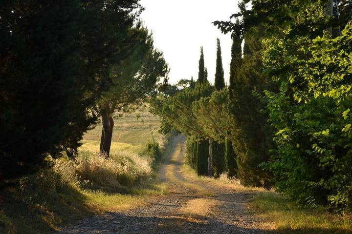 Gîte pour 17 personnes, avec jardin ainsi que terrasse et piscine à Castiglione del Lago - 4