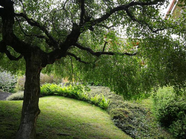 Location de vacances pour 5 personnes, avec vue ainsi que jardin et vue sur le lac à Oliveto Lario - 2