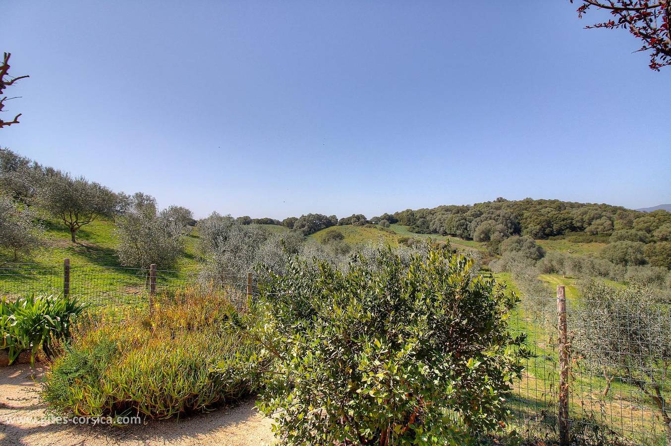 L'oliveraie 2 in Sollacaro, Sartène und Umgebung