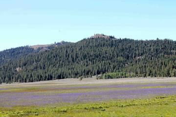 Cottage for 4 Guests in Oregon, USA, Picture 1