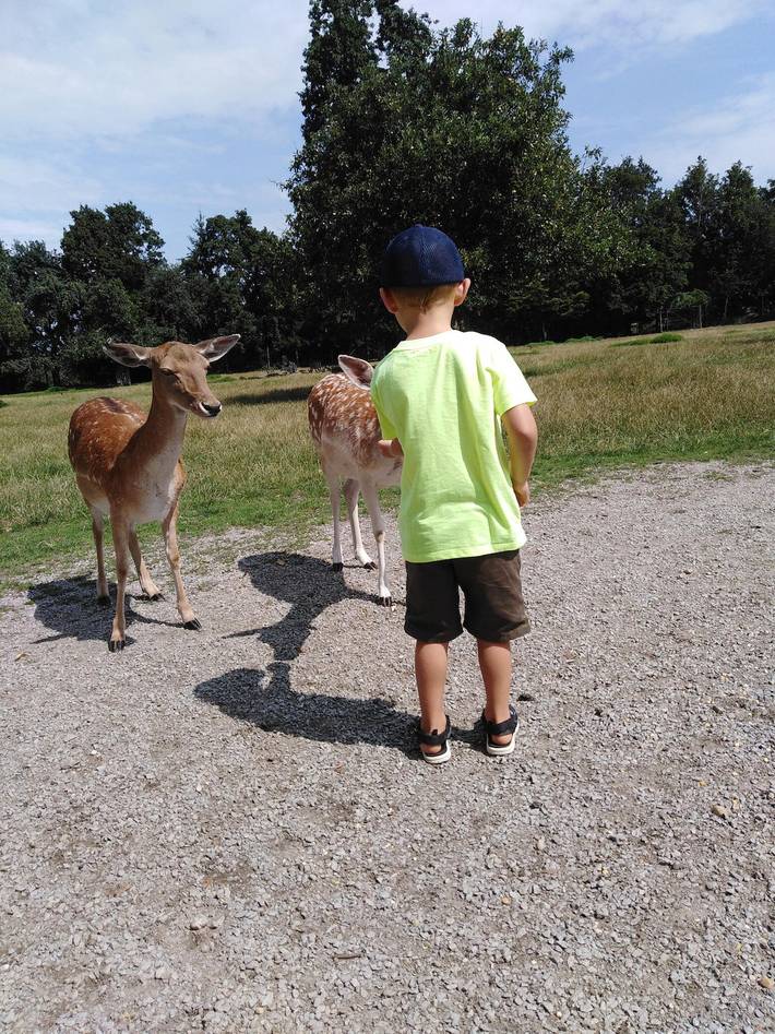 Ferienhaus für 5 Personen, mit Garten, mit Haustier in Landkreis Freyung-Grafenau - 4