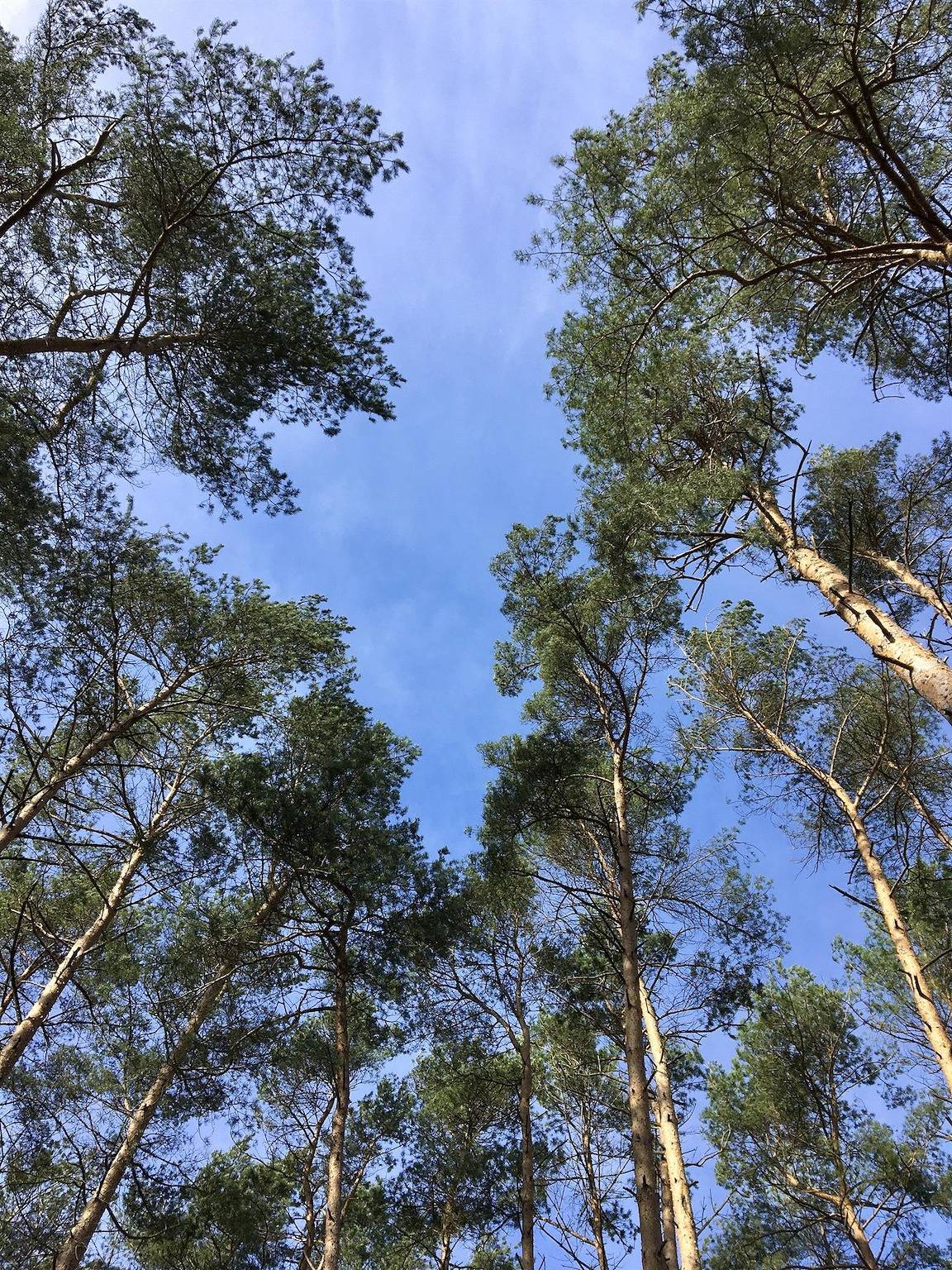 Entire holiday apartment, Ferienwohnung 1, Dusche, Wc, 1 Schlafraum in Hermannsburg, Südheide Nature Park