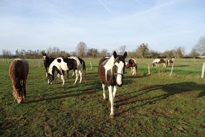 Gîte pour 4 personnes, avec jardin et terrasse, animaux acceptés dans Haute-Marne