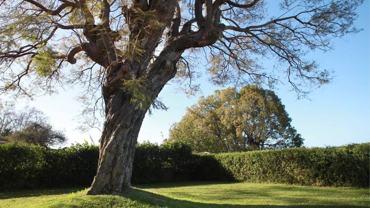Quinta das Malvas - Quinta de Santa Luzia in Funchal (Santa Luzia), Madeira