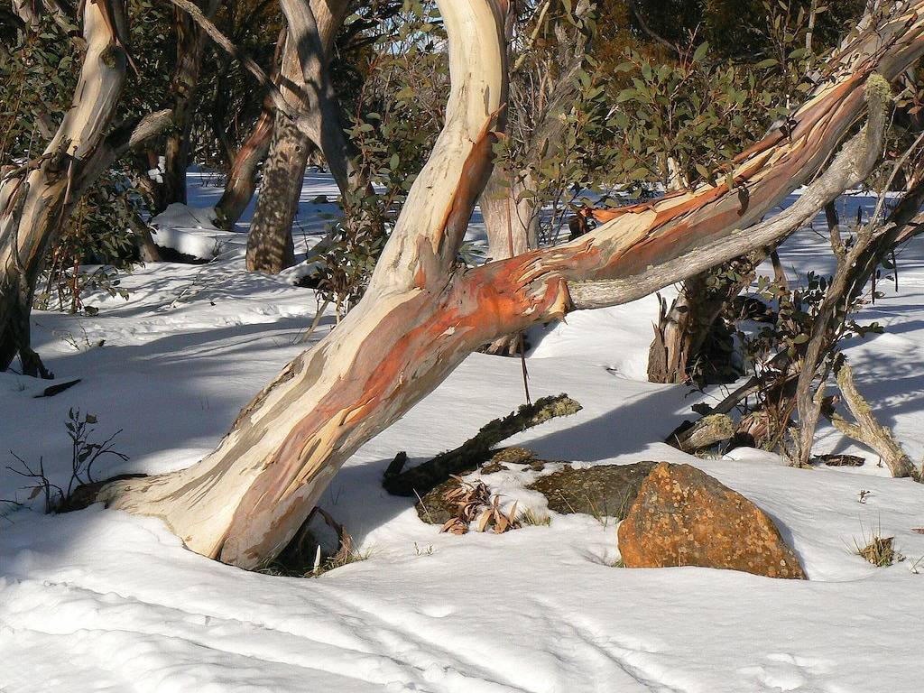 Tessies Studio - perfekt für zwei und ihre Haustiere - zu Fuß in die Stadt und zum Fluss in Bright, Alpine Shire