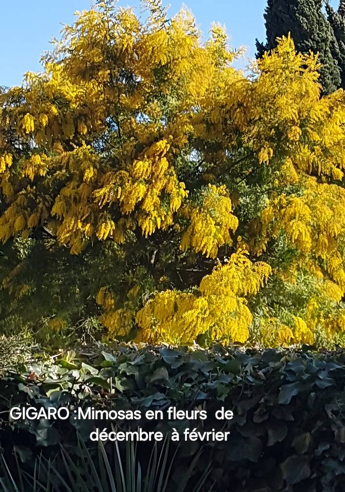 Ferienwohnung für 2 Personen, mit Garten, kinderfreundlich in Gigaro - 2