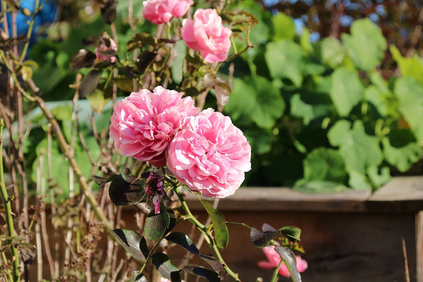 Ganze Ferienwohnung, Ferienwohnung Pickl - Anna-Maria Pickl - Appartment 20 qm, verkehrsgünstige Lage, 2 Personen, Terrasse in Anger, Bayerische Alpen