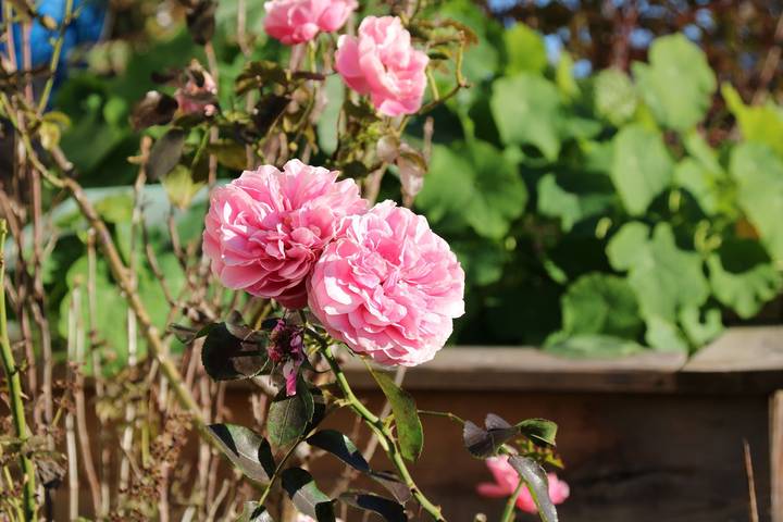 Ferienwohnung für 2 Personen, mit Terrasse und Balkon/Terrasse, kinderfreundlich in Anger