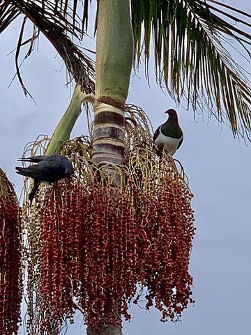 Cottage for 5 People in Northland, New Zealand, Photo 1