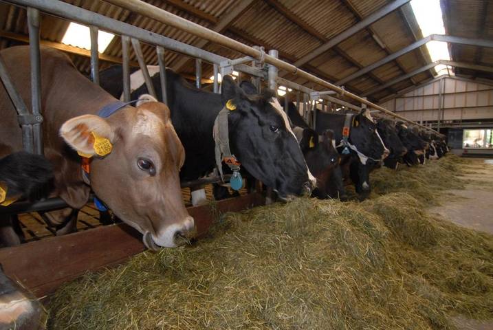 Gîte pour 5 personnes, avec vue et jardin, animaux acceptés dans Monnickendam - 3