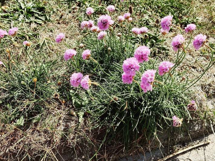 Ferienhaus für 16 Personen, mit Sauna und Terrasse sowie Whirlpool, kinderfreundlich in Thorsminde - 2