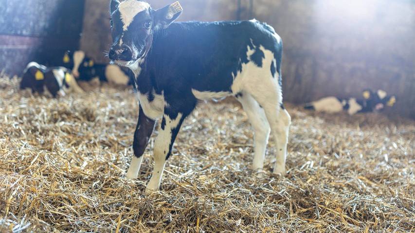 Bauernhof für 2 Personen, mit Terrasse und Garten in Nordrhein-Westfalen