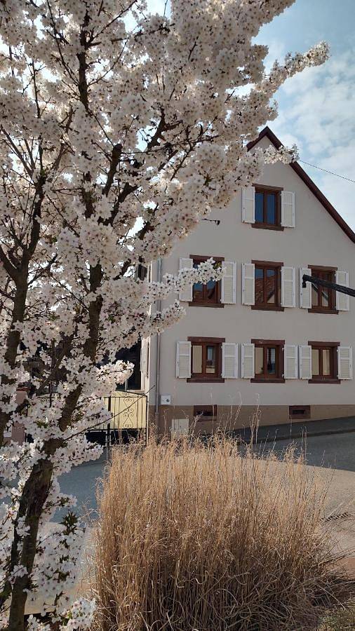 La Maison Solange - Location Maison meublée tout confort 6-8 personnes in Hochfelden, Région de Strasbourg