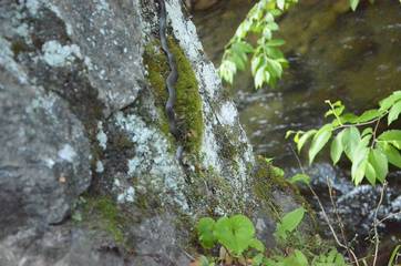 Log Cabin for 6 Guests in Blue Ridge Mountains, North Carolina, Picture 2