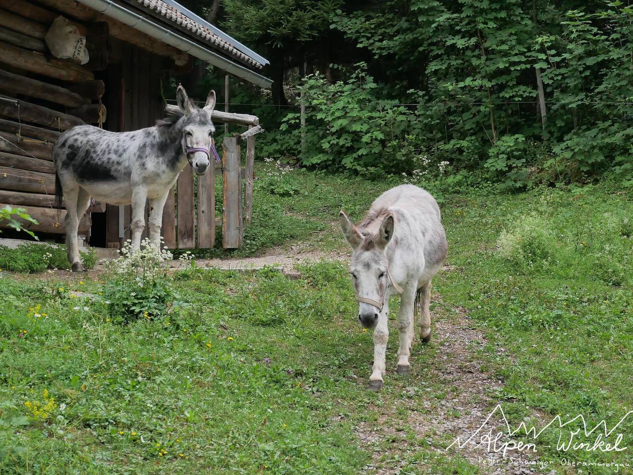 Ganze Ferienwohnung, Ferienwohnung Alpen-Winkel in Oberammergau, Bayerische Alpen