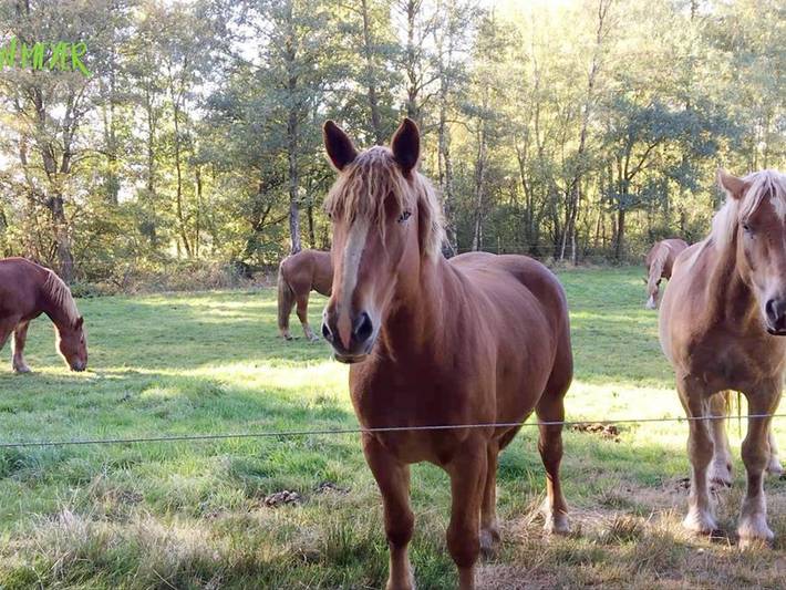 Ferienhaus für 4 Personen, mit Terrasse, kinderfreundlich in Landkreis Heidekreis - 3