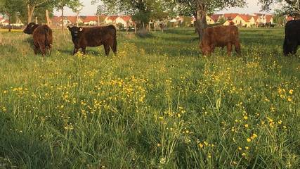 Bauernhof für 4 Personen in Wangen, Württembergisches Allgäu, Bild 4