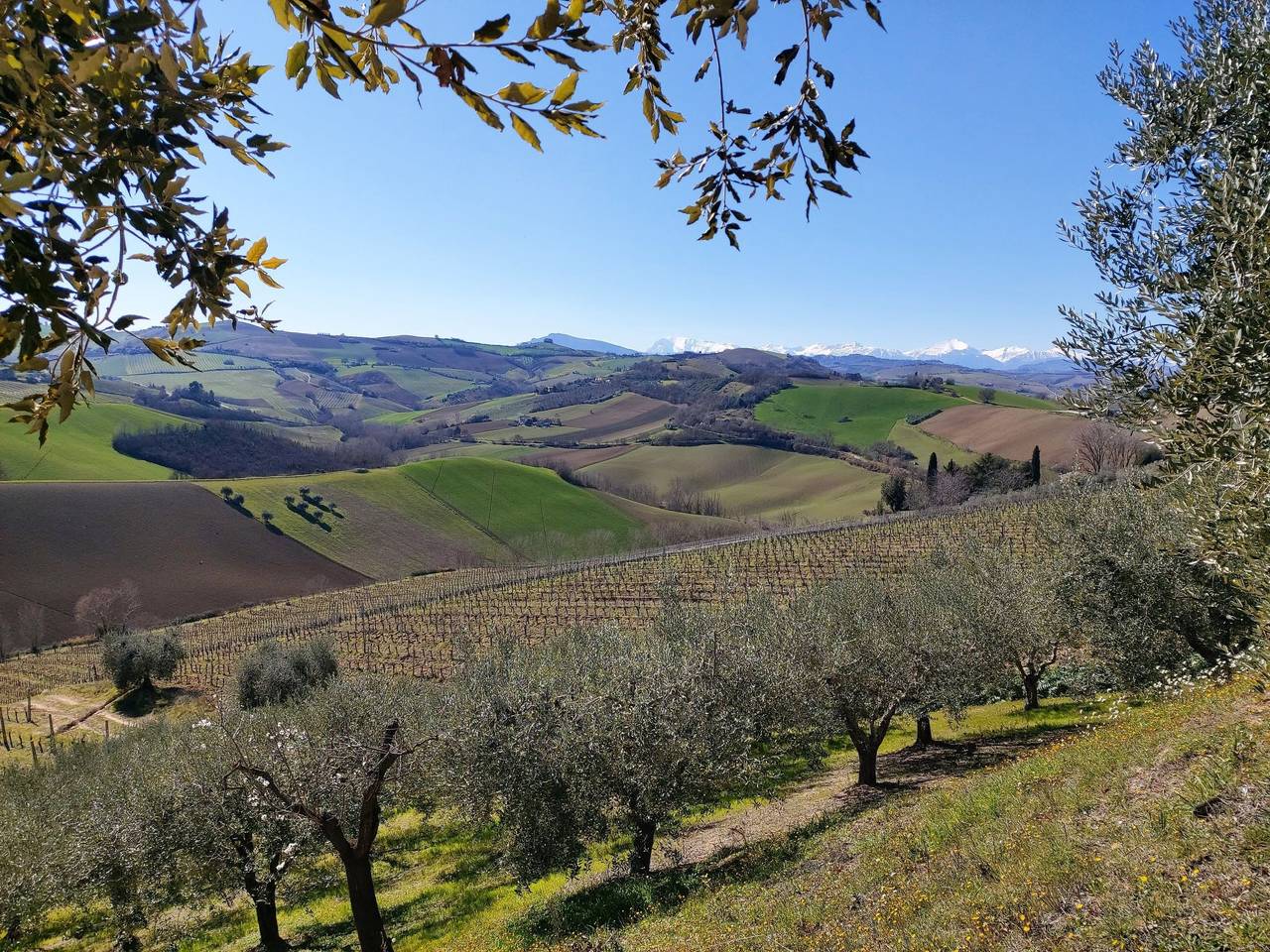 Leone D'Oro in Ripatransone, Ascoli Piceno Province