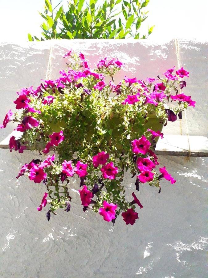 Chambre d’hôte pour 2 personnes, avec vue et jardin à Sorso - 2